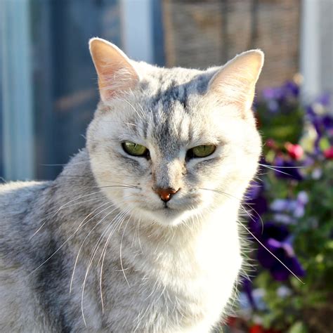 burmilla1|Burmilla: The Elegant and Easygoing Feline